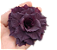 Rosa do Deserto Enxerto PP-400 Negra Muda Baby - Imagem 2