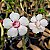 Rosa do Deserto Enxerto Saammuumee RC-036 Muda Baby - Imagem 1