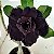 Rosa do Deserto Enxerto Lm-442 Negra Muda Baby - Imagem 2