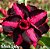 Rosa do Deserto Enxerto Black Lady Muda Baby - Imagem 1