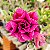 Rosa do Deserto Enxerto Lm-741 Muda Baby - Imagem 2