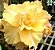 Rosa do Deserto Enxerto Golden Temple RC-517 Muda Baby - Imagem 2