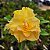 Rosa do Deserto Enxerto Golden Dragon Muda Baby Amarela - Imagem 2