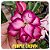 Rosa do Deserto Enxerto Purple Crown baby - Imagem 2