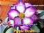 Rosa do Deserto Enxerto Purple Crown baby - Imagem 1