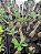 Rosa do Deserto Enxerto Purple Crown baby - Imagem 5