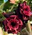 Rosa do Deserto Enxerto Vampira pra matriz - Imagem 2