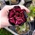 Rosa do Deserto Enxerto Vampira pra matriz - Imagem 1
