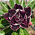 Rosa do Deserto Enxerto lilac frost pra matriz - Imagem 2