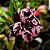 Rosa do Deserto Enxerto lilac frost pra matriz - Imagem 5