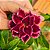 Rosa do Deserto Enxerto Charmosa pra matriz - Imagem 1