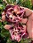 Rosa do Deserto Enxerto dakota pra matriz - Imagem 3