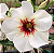 Rosa do Deserto Enxerto NR-12 matriz - Imagem 1