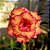 Rosa do Deserto Enxerto Marissol matriz - Imagem 2