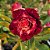 Rosa do Deserto Enxerto Encantus matriz - Imagem 3