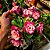 Rosa do Deserto Enxerto Encantus matriz - Imagem 2