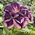 Rosa do Deserto Enxerto Sansão baby - Imagem 2
