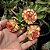 Rosa do Deserto Enxerto Tropical matriz - Imagem 4