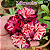 Rosa do Deserto Enxerto Miracle matriz - Imagem 1