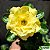 Rosa do Deserto Enxerto Bridal Bouquet Amarela matriz - Imagem 1