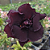 Rosa do Deserto Enxerto L-5 Negra matriz - Imagem 2