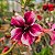 Rosa do Deserto Enxerto Barbie Girl Perfumada matriz - Imagem 2