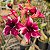 Rosa do Deserto Enxerto Barbie Girl Perfumada matriz - Imagem 4