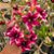 Rosa do Deserto Enxerto Barbie Girl Perfumada matriz - Imagem 5