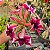 Rosa do Deserto Enxerto Barbie Girl Perfumada matriz - Imagem 3