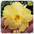 Rosa do Deserto Enxerto GF-133 Amarela Dobrada matriz - Imagem 1