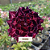 Rosa do Deserto Enxerto Rihanna matriz - Imagem 1