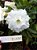 Rosa do Deserto Enxerto TS-274 Branca baby - Imagem 1