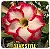 Rosa do Deserto Enxerto Star Style baby - Imagem 1