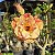 Rosa do Deserto Enxerto Lm-44 Matizada Muda Baby - Imagem 1