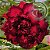 Rosa do Deserto Enxerto Guara Pitanga EV-60 baby - Imagem 1