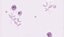 Papel de parede Iris 6654-3 - Imagem 1