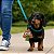 Conjunto Dispenser Saco Lixo Emoji 34 Saquinhos Pets - Imagem 8