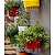 Suporte Anel Raiz 12cm Parede para Vaso Pequeno Horta Jardim Vertical - Imagem 6