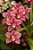 Molde Frisador da Orquídea Cymbidium - Imagem 3