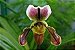 Cortador da Orquídea Sapatinho - Imagem 2