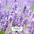 Vela Aromática Lavanda 145g - Daker Aromas - Imagem 3