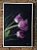 TULIPAS - Imagem 1