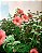 Filme 35mm - Summer 100 (Aerocolor 125) - ISO 100 - 30 poses - Novo - Imagem 7