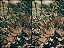 Filme 35mm - Nippon 25T - 20 poses - ISO 12 ou 25 - Imagem 11