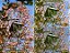Filme 35mm - 12T Malaysia - 30 poses - ISO 6 ou 12 - SEM DX - Imagem 3
