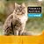 Ração Fórmula Natural Fresh Meat para Gatos Adultos Castrados Sabor Salmão - Imagem 7