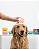 Escova com Dispenser Porta-shampoo Cães e Gatos Único - Imagem 2