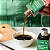 Extrato Natural de Baunilha 30 ml  Vanilla Brasil - Imagem 4