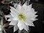20 Sementes de cactos echinopsis subdenudata + manual - Imagem 3