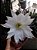 20 Sementes de cactos echinopsis subdenudata + manual - Imagem 2